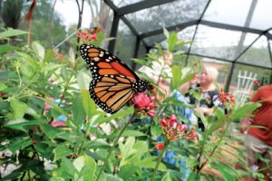 Parks & Rec Summer Plant Sale Saturday at Rotary Park